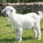White Maltese goat standing in a grassy Mediterranean field with stone wall behind