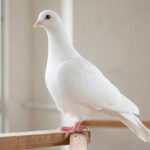 Side view of a white Maltese pigeon showing its upright stance on a wooden perch in an aviary