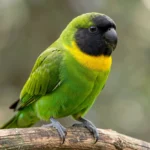 A healthy Masked Lovebird perching on a branch showing bright green and yellow plumage with a black face.