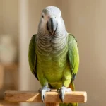 Mealy Amazon Parrot Size, Diet And Complete Care Guide Mealy Amazon parrot perched on a wooden stand, showing its large size and green feathers with pale scaling on the head and neck.