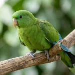 Mexican Parrotlet – Species Overview & Complete Care Guide Mexican parrotlet with blue rump and green body perched on a wooden branch