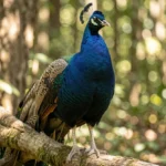 Midnight Peafowl – Dark Iridescent Beauty & Complete Care Guide A Midnight Peafowl perched on a branch in a forest setting showcasing its dark iridescent plumage