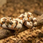 Milk Snake – Colors, Patterns, Behavior & Complete Care Guide A milk snake inside a terrarium showing cream and orange bands with dark markings across its body.