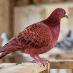 A Modena pigeon with red barred plumage standing on a wooden perch in a loft, side view