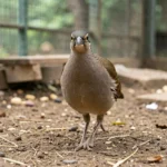 Moorland Francolin – Exercise Needs, Activity, Space Requirements & Care Guide A Moorland Francolin walking on the ground inside a secure aviary with natural substrate and low perches
