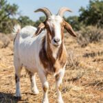 A Moxoto goat with white and brown coat, curved horns, and drooping ears standing in a dry Brazilian pasture.