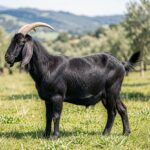 Side view of a black Murciana goat with large ears and curved horns standing in a grassy field with hills in the background.