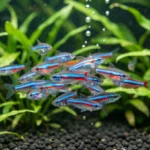 Neon tetras schooling together in the middle of a planted aquarium with dark substrate and soft lighting