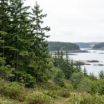 A Newfoundland coastal forest landscape showing the kind of island habitat where an extinct island wolf would have lived.