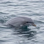 Northern Right Whale Dolphin – No Dorsal Fin, Cold Pacific Habitat & Complete Species Guide Northern Right Whale Dolphin surfacing in cold northern Pacific waters with no dorsal fin visible from above