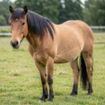 Norwegian Fjord Horse – Ancient Workhorse of Norway & Complete Breed Care Guide Norwegian Fjord horse with a dun coat and visible dorsal stripe standing calmly in an outdoor paddock.