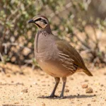 Nubian Francolin standing on sandy ground with shrubs in the background