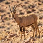 Nubian Ibex standing on a rocky desert slope with curved horns.
