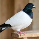 A white Nuns pigeon with black head and black tail perched on a wooden loft, side view.