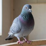 Old German Owl pigeon with short beak and chest frill perched on wood in a loft