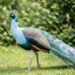 Opal Peafowl – Stunning Pastel Blue Mutation & Complete Breed Guide Opal Peafowl in pastel blue mutation standing in a garden