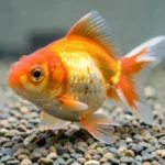 A fancy oranda goldfish with bubble eyes swimming in a clean aquarium with smooth substrate and gentle lighting.