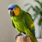 Orange Winged Amazon Parrot – Personality, Care Guide & Complete Breed Profile Orange Winged Amazon parrot perched on a wooden stand showing green body, blue forehead, yellow face, and orange wing patch.