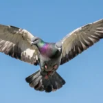 Oriental Roller pigeon tumbling in flight with wings outstretched beneath a blue sky