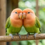 A pair of peach faced lovebirds perched together in an aviary with soft green backdrop
