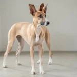 Pharaoh Hound standing alert with upright ears showing reddish coloring while looking toward a person indoors.