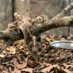 A pine snake resting inside a spacious glass terrarium with a warm hide, branch perches, and pine-based bedding