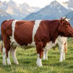 Pinzgauer Cattle – The Striking Red and White Breed from Austria Pinzgauer cow with red and white markings standing in an Austrian alpine pasture.