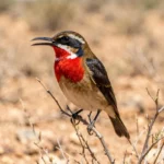 Plain-capped Starthroat – Rare Mexican Gem & Complete Bird Breed Guide Plain-capped Starthroat perched on a desert shrub with red throat patch and white stripe in a Mexican landscape