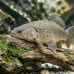 A plecostomus fish grazing on driftwood inside a home aquarium with algae visible on the surfaces.
