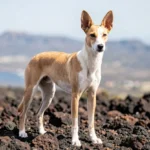 Podenco Canario standing alert on rocky ground with upright ears in natural daylight in a Canary Islands style landscape.