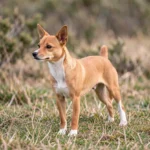 Portuguese Podengo – Temperament, Sizes, Care & Complete Breed Guide Small Portuguese Podengo Pequeno standing alert outdoors with ears pricked and head turned as if tracking a scent