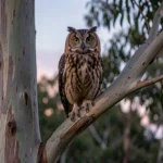 Powerful Owl – Largest Owl In Australia & Complete Care Guide Powerful Owl perched in a tree at dusk in an Australian forest