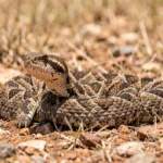 Puff Adder – Behavior, Range in Africa, Size, and Bite Risk Guide A puff adder in an ambush posture on dry savanna ground with short grass and scattered rocks