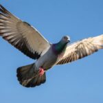 Racing Homer pigeon flying with wings outstretched under blue sky
