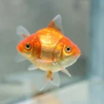 A ranchu goldfish with a domed head swimming calmly in a clean aquarium with smooth surfaces.