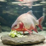 Red Belly Pacu – Diet Myths, Herbivorous Feeding Facts & Large Tank Care Guide Red belly pacu biting blanched leafy greens in a large aquarium