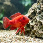 A single red devil cichlid in a species-only aquarium near a rock hideout, facing the camera with natural fins and clear water
