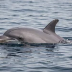 Risso’s Dolphin – Gray Dolphin Traits, Behavior, Diet, and Care Guide A gray Risso’s dolphin surfaces in deep temperate ocean water, showing its blunt head and dorsal fin near the waterline.