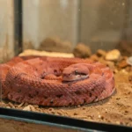Rosy Boa – Temperament, Habitat Setup, Diet, Health & Complete Care Guide A rosy boa resting calmly inside a warm hide inside a glass terrarium with appropriate bedding and a water bowl