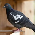 A black saddleback pigeon standing on a wooden perch with the white saddle marking clearly visible on its back