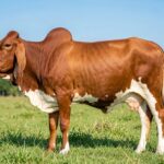 Sahiwal Cattle – Premier Dairy Zebu from Pakistan and India Complete Breed Guide Sahiwal cow grazing in a lush green pasture with a distinctive hump and long ears.