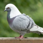 Saxon Monk pigeon with distinctive white hood crest on a wooden perch