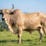 Selembu bull grazing on green pasture with mountainous landscape in the background