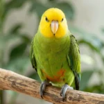 A Senegal parrot perched on a wooden branch, looking at the camera with green wings and a yellow head.