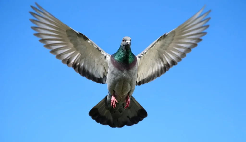 Show racer pigeon flying with wings spread wide against a blue sky