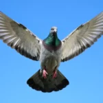 Show Racer Pigeon – Training for Competition & Complete Breed Guide Show racer pigeon flying with wings spread wide against a blue sky