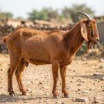 A Sirohi goat standing in a dry grassland in Rajasthan, India, with its distinctive brown coat and long drooping ears.