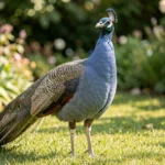 Slate Peafowl Deep Blue Grey – Colors, Genetics & Complete Breed Guide Slate Peafowl with deep blue grey plumage in a garden setting.