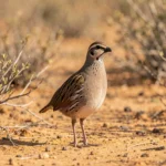 Somali Francolin in arid scrubland of the Horn of Africa