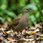 Sri Lanka Francolin – Endemic Status & Complete Conservation Guide Sri Lanka Francolin perched on leaf litter in a tropical rainforest in Sri Lanka.